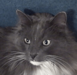 Figaro