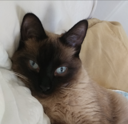 Berlioz
