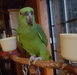 Loro