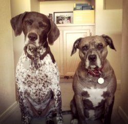 Hank & Abby