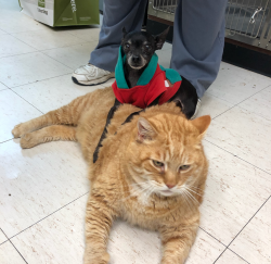Spinner and Mr. O'Malley