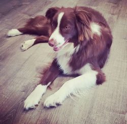 Oakley