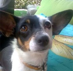 Jack