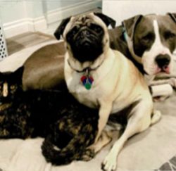 Berry, Hazel and Rhino